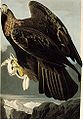 Ilustrasi Audubon