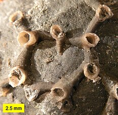 Tabulate coral Aulopora from the Devonian period
