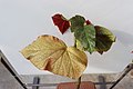 Лист на Begonia maculata во Ботаничката градина на ПМФ во Скопје.