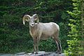 Bighorn ram (4497466833).jpg