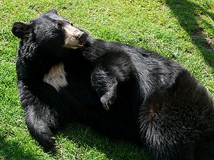 An American Black Bear (Ursus americanus) at t...