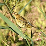 Bobolink (5005306771) .jpg