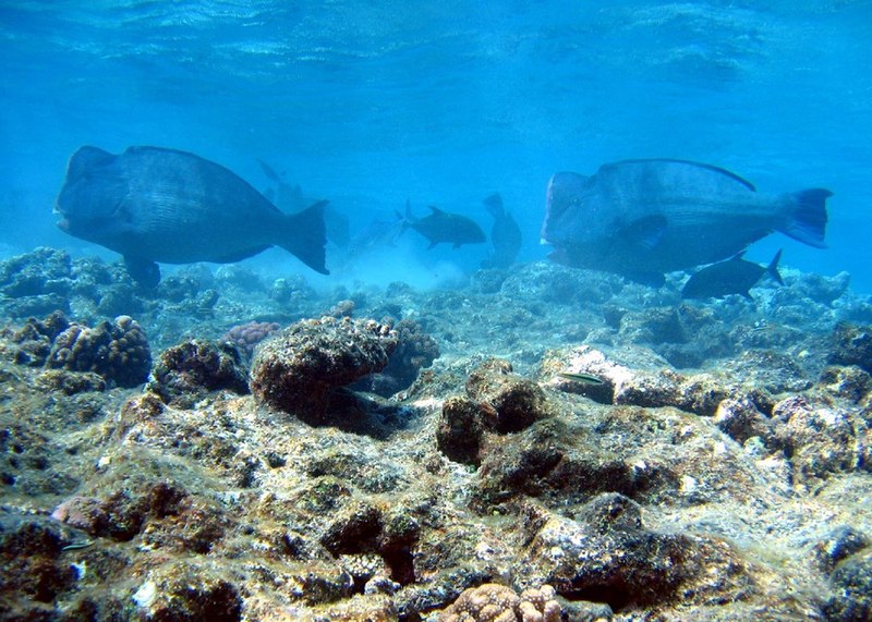 perhentian island diving