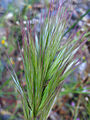 Bromus scoparius