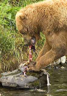 L'ours, animal sacré dans OURS 220px-Brown_Bear_Feeding_on_Salmon