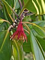 Punatähtimangrove (Bruguiera gymnorhiza)