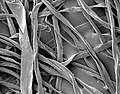 コットン（木綿）の繊維の電子顕微鏡写真