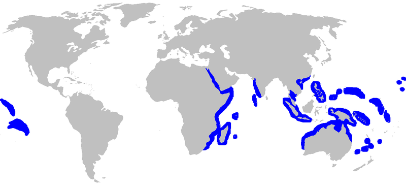 http://upload.wikimedia.org/wikipedia/commons/thumb/7/76/Carcharhinus_amblyrhynchos_rangemap.png/800px-Carcharhinus_amblyrhynchos_rangemap.png