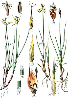 Ботаническая иллюстрация Якоба Штурма из книги Deutschlands Flora in Abbildungen, 1796 2 — Carex microglochin