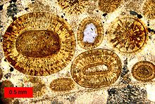 Thin-section view of a Middle Jurassic limestone in southern Utah, U.S. The round grains are ooids; the largest is 1.2 mm (0.05 in) in diameter. This limestone is an oosparite. CarmelOoids.jpg