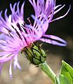 Centaurea montana (L’involucro)