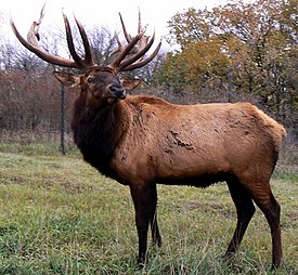 Cervus canadensis2006.jpg