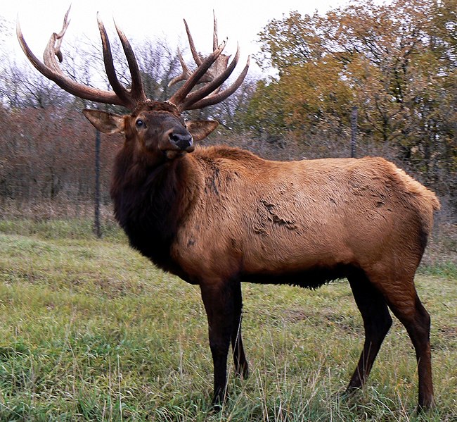 A North American elk, Cervus canadensis