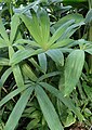 Foliage of Chuniophoenix nana