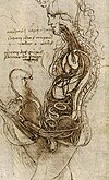Darstellung des Geschlechtsverkehrs nach Leonardo da Vinci