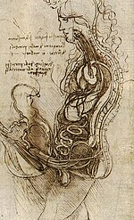 "Coition of a Hemisected Man and Woman" (c. 1492), an interpretation of what happens inside the body during vaginal intercourse, by Leonardo da Vinci Coition of a Hemisected Man and Woman.jpg