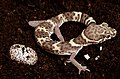 Texas Banded Gecko, Coleonyx brevis