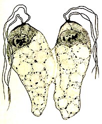 Prophase, miteinander verbundene Fressrinnen[5]