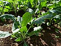 Jonge koolplanten in de Botanische Tuin van Funchal