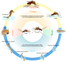 Culex mosquito life cycle fr.svg