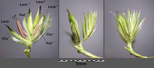 Till vänster småax med fyra blommor. Vardera blomman är omgiven av spetsiga stödblad (Lem). Glu = foderblad, Pal = ståndare. I mitten fäste med två slidor. Till höger syns sterila småax på ömse sidor om fästet