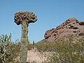 A rare cristate Saguaro cactus at the Desert Botanical Garden