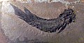 Dipterus valenciennesi, fossil lungefisk fra Skottland, devon