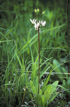 Dodecatheon meadia habit.jpg