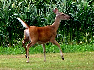 English: AN EASTERN UNITED STATES WHITETAIL DE...