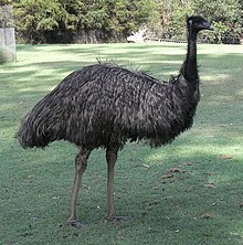 Emu Side.JPG