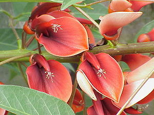Erythrina crista-galli (National flower of Arg...