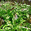 Erythronium revolutum