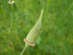 Noch geschlossene Blüte von Eschscholzia californica mit später abfallender Kalyptra an der Spitze