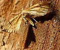 Schwefelgelber Haarbüschelspanner (Eulithis pyraliata)