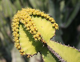 Rangskikking van blomme