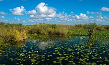 Everglades Anhinga Trail Pond.jpg