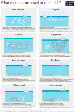 Major fishing techniques. Bottom trawling is destructive. Fishing-methods.png