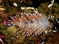 Flabellina pellucida.