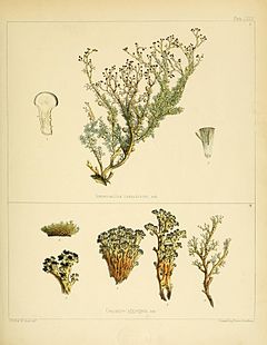 Stereocaulon ramulosum та Cenomyce aggregata з книги «Флора Антарктики»