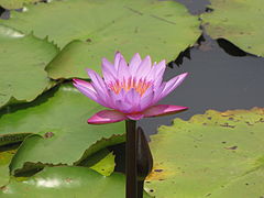 Water lilies at Pookode Lake