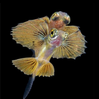 juvenile flying fish