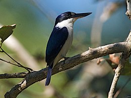 Tükrös halción (Halcyon macleayii)