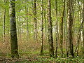 Forêt de l'abbaye de la Crête