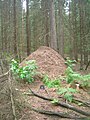 Incredible nest of a Formica (Sognsvann)