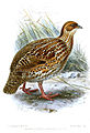 File:FrancolinusCastaneicollisKeulemans.jpg