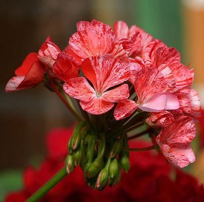 pelargonija