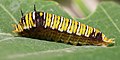 Graphium caterpillar