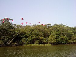 Guarás no Mar Pequeno.jpg