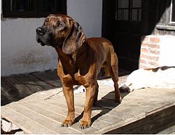 the hanover hound is a breed of dog sometimes referred 