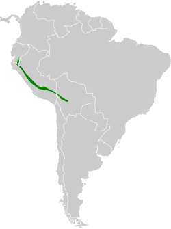 Distribución de Heliangelus amethysticollis